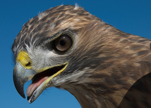 Beautiful face of a hawk