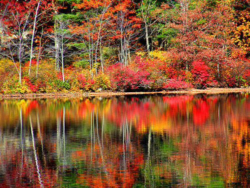 Water reflecting the Autumn colors.