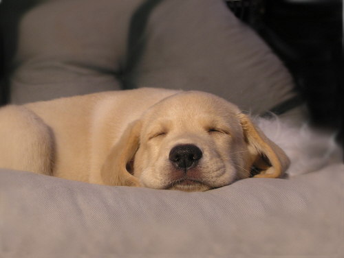 Cute Labrador puppy sleeping.