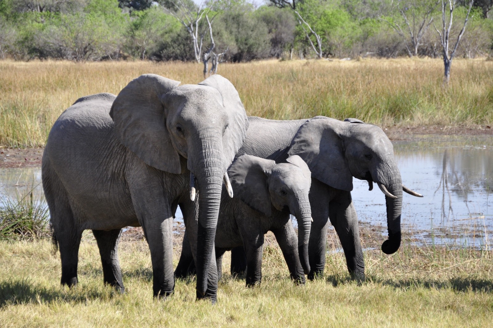 Stock image of a family of African Elephants